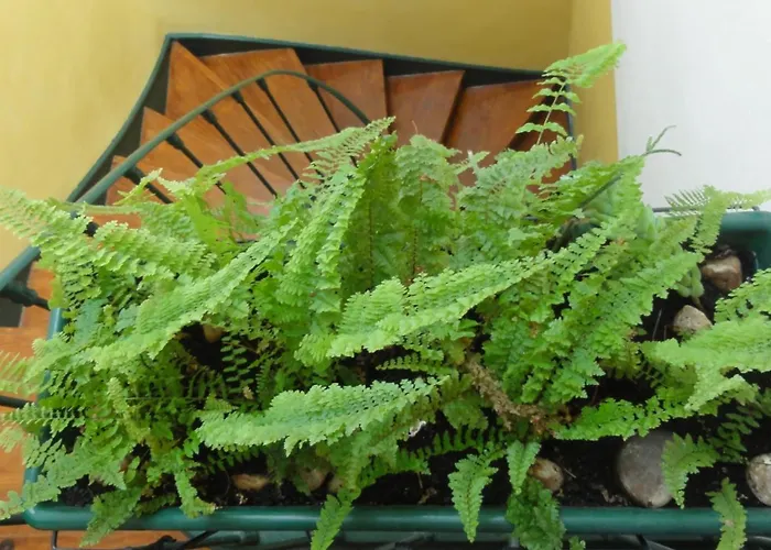 아파트 Santa Barbara *